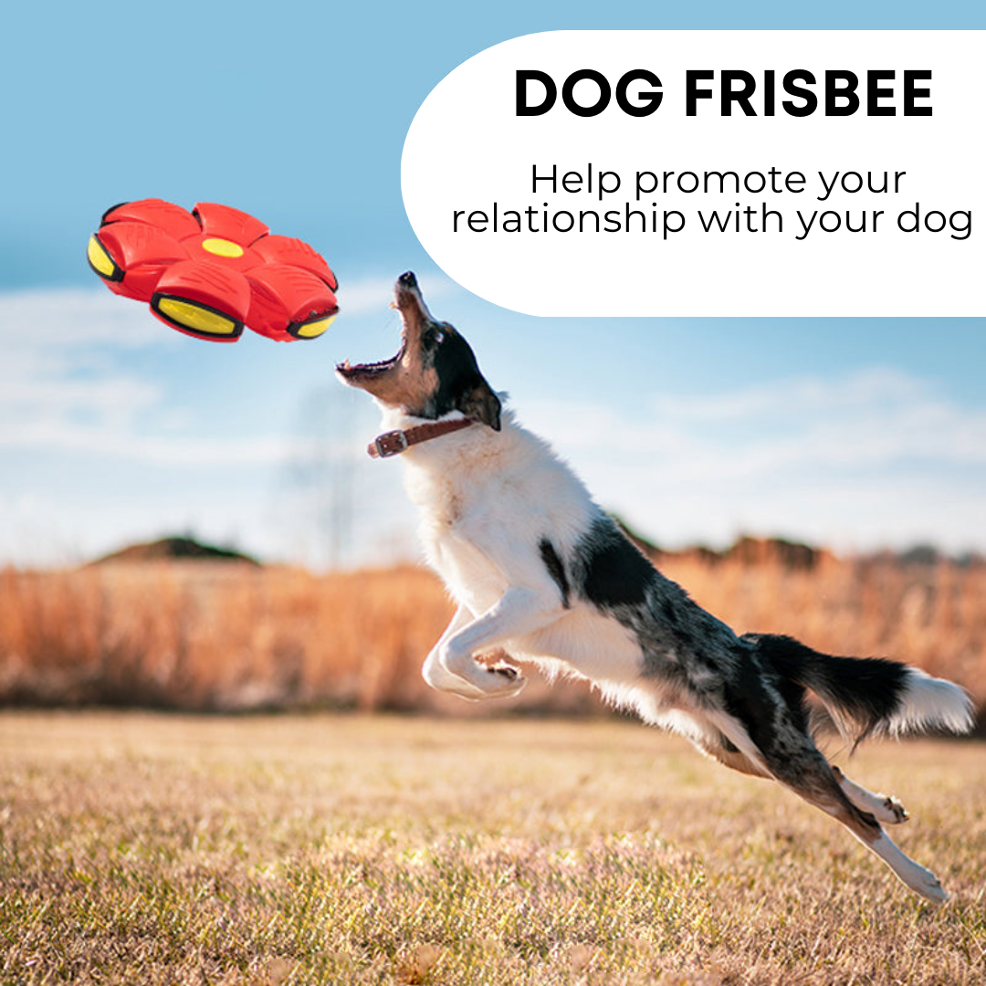 Hollow Dog Co™ Dog Frisbee